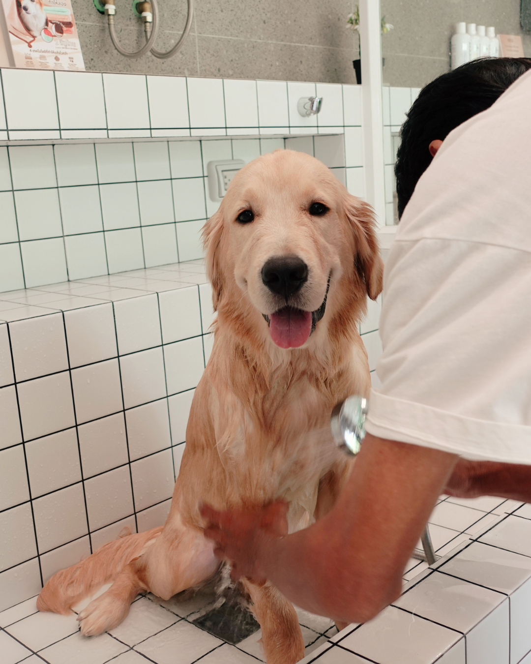 Golden retriever being washed by a HUND team member