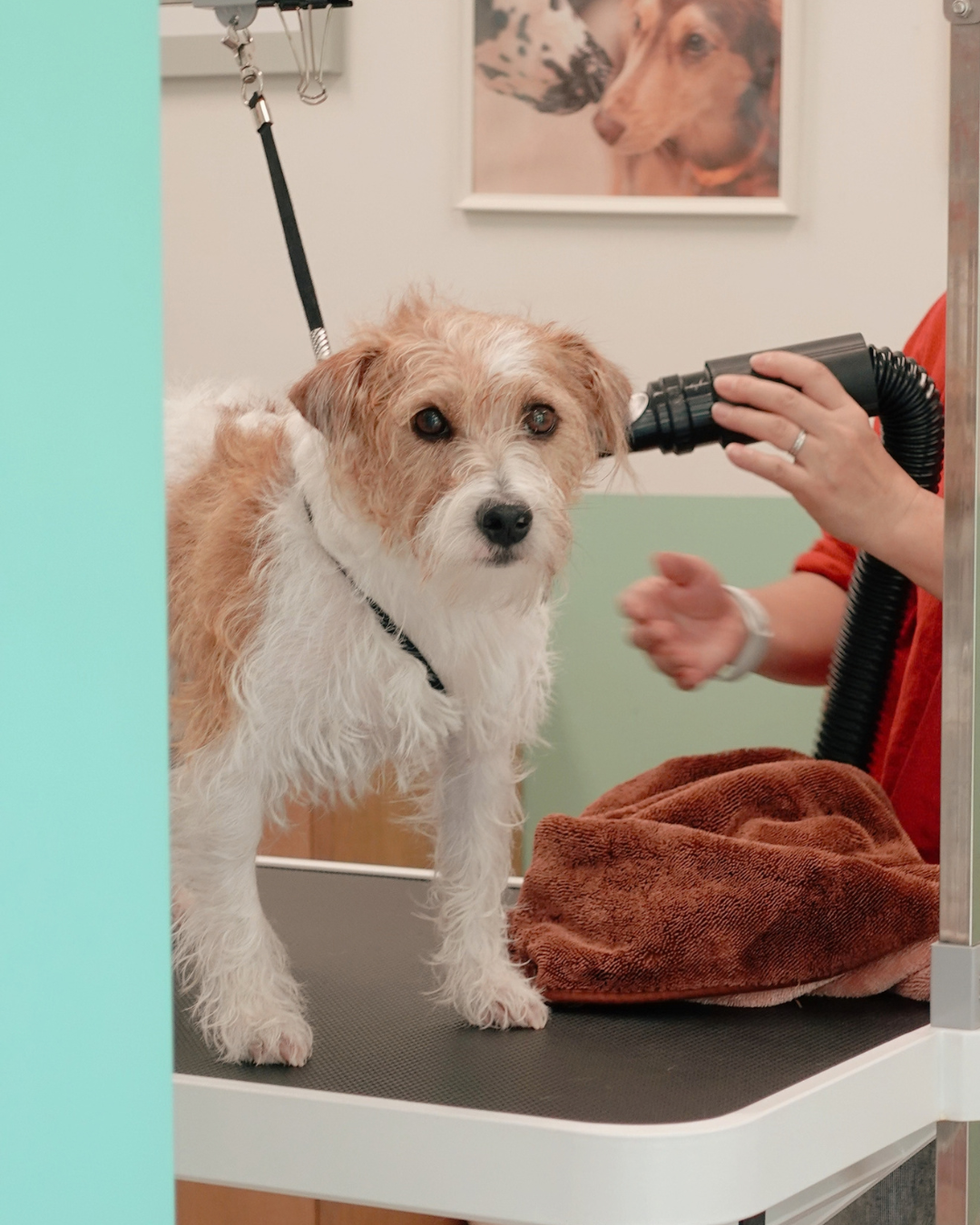Terrier being blow-dried at a HUND Drying Station